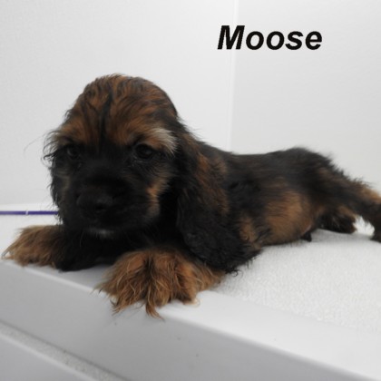 puppy, for, sale, Cocker Spaniel, Joe & Cherri  Overlease, dog, breeder, Miller, MO, dog-breeder, puppy-for-sale, forsale, nearby, find, puppyfind, locator, puppylocator, aca